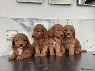 Maltipoo dogs Teddy bear maltipoo puppies - Advert 11