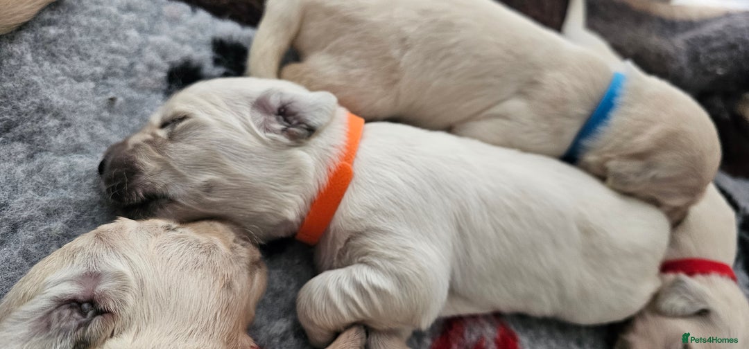 Golden Retriever dogs for sale: Golden Retriever Puppies - you will Fall in love  - Image 24