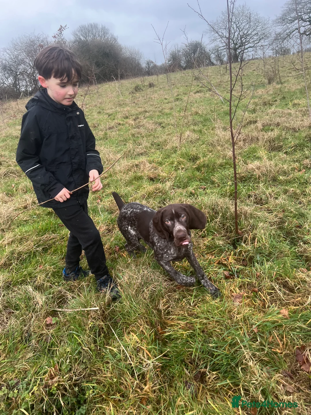 German Shorthaired Pointer dogs for sale: German shorthaired pointer  - Advert 6