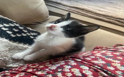 Mixed Breed cats for sale: 4 stunning babies READY NOW Calico and black&white - Image 2