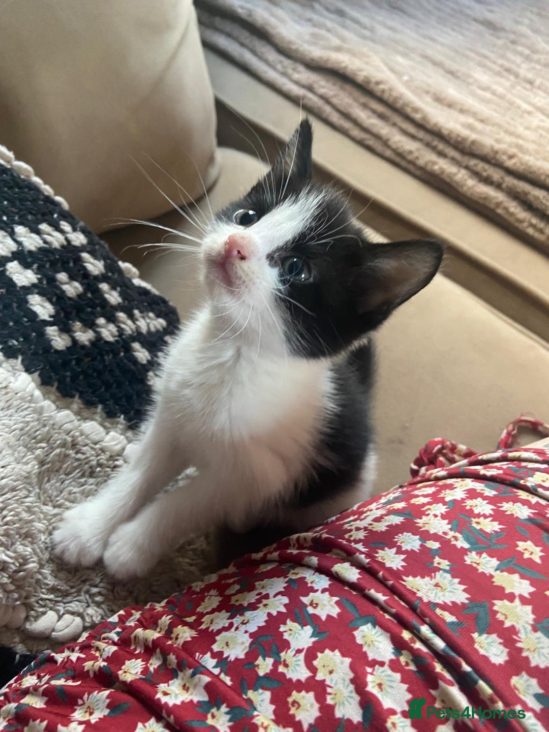 Mixed Breed cats for sale: 4 stunning babies READY NOW Calico and black&white - Image 2