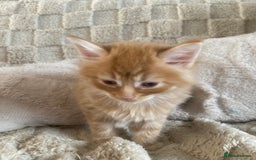 Mixed Breed cats for sale: Wonderful ginger Girl  - Image 12
