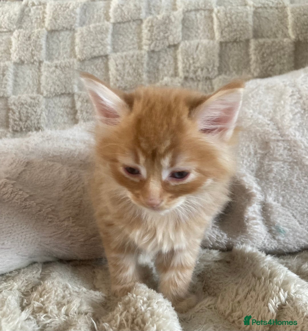 Mixed Breed cats for sale: Wonderful ginger Girl  - Image 12