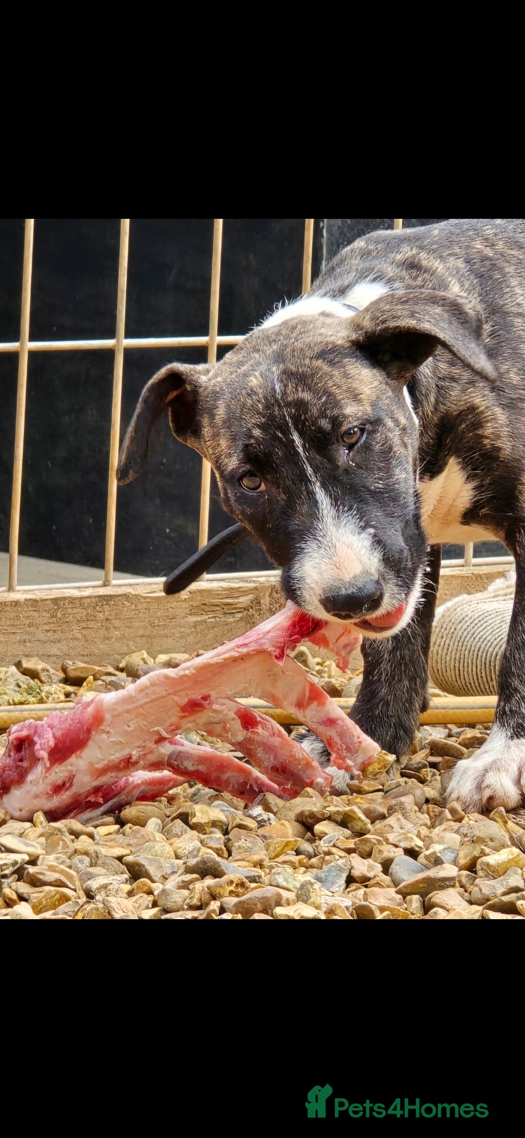 English Bull Terrier dogs for sale: Potato on legs - Advert 15