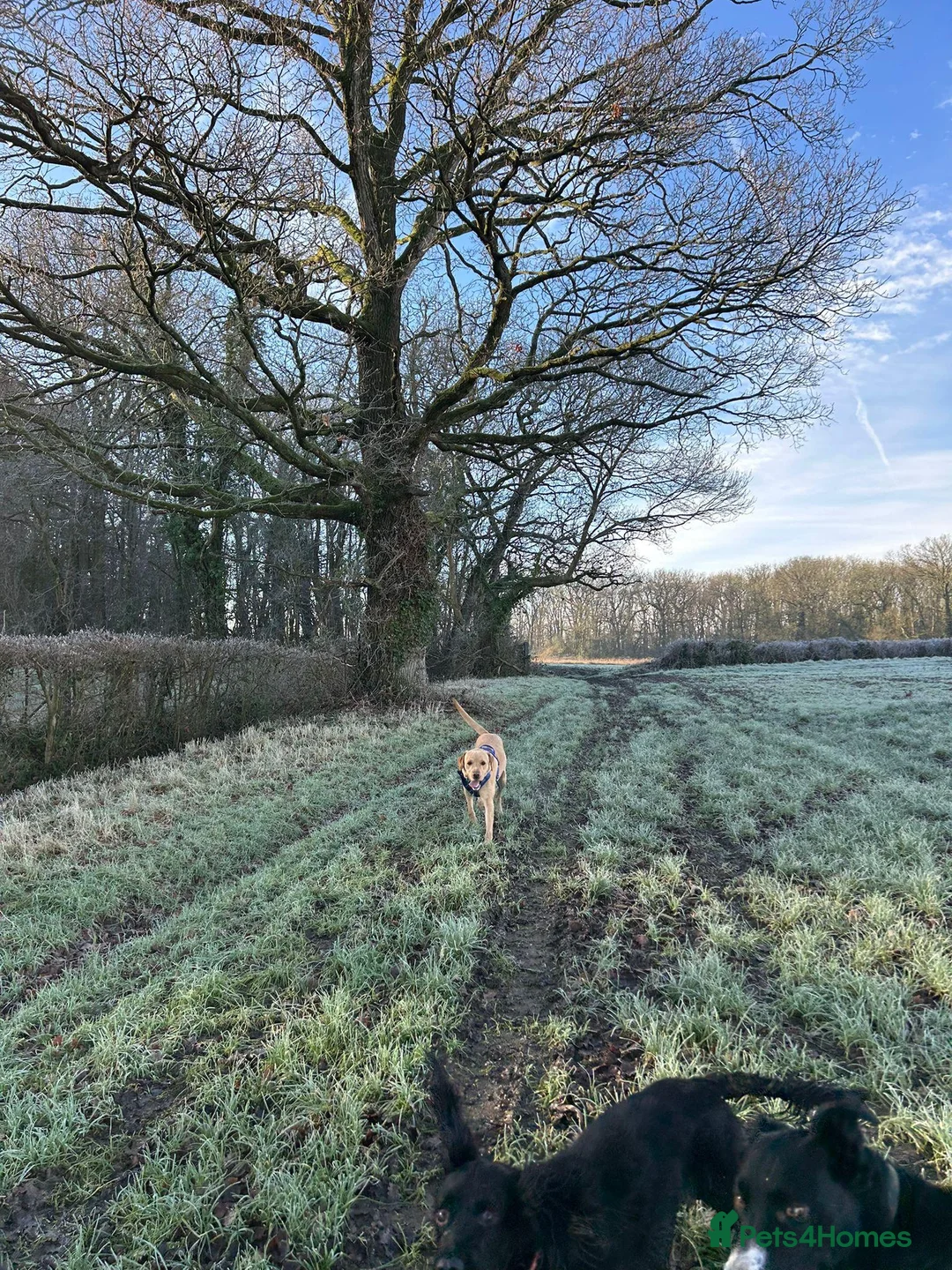 Labrador Retriever dogs for stud: Gorgeous KC Purebred Yellow Labrador For Stud - Advert 34