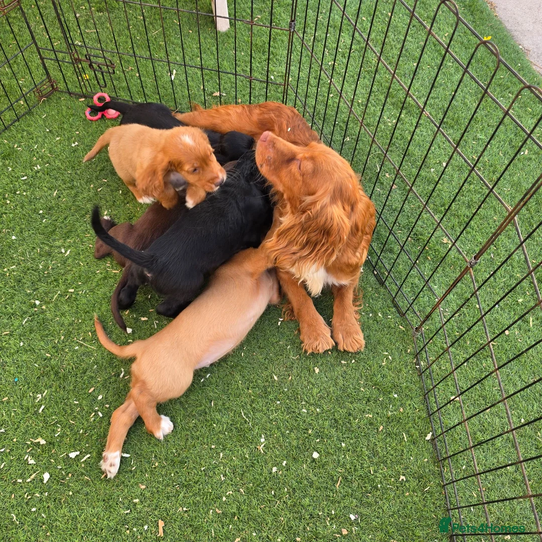 Cocker Spaniel dogs for sale: Working Type Cocker Spaniels  - Advert 21
