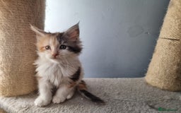 Maine Coon cats for sale: Beautiful Maine Coon kittens  - Image 9