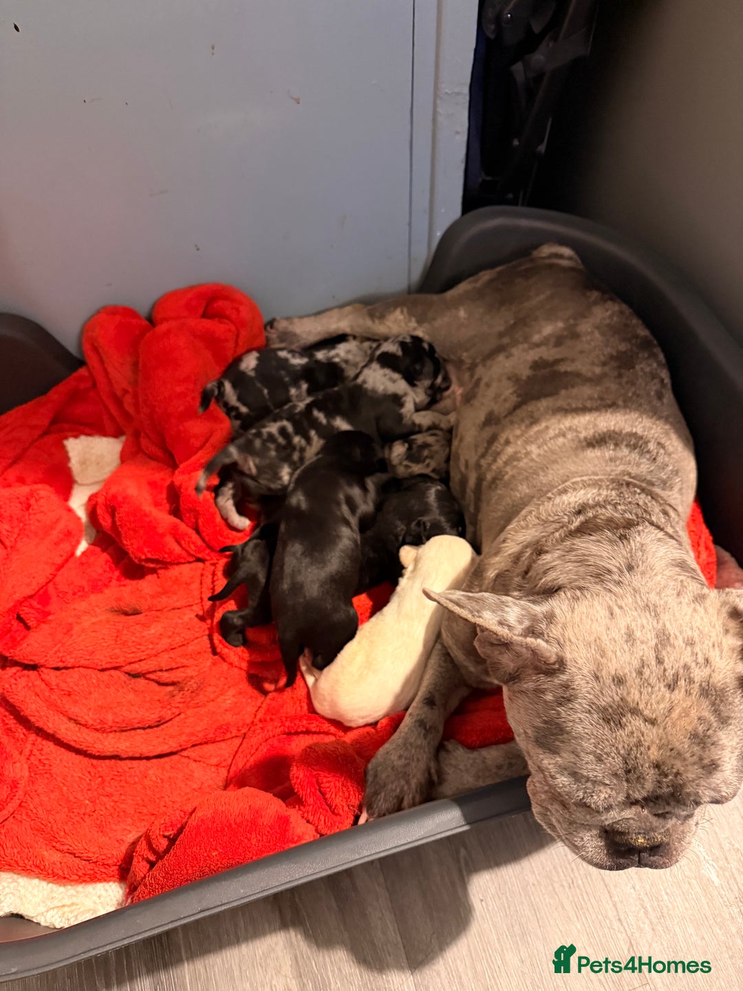 Mixed Breed dogs for sale: Beautiful Frenchie x Labrador puppies  - Advert 10