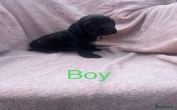 Cocker Spaniel dogs for sale: FULLY VACCINATED working cocker spaniel puppies  in Ashford - Image 17