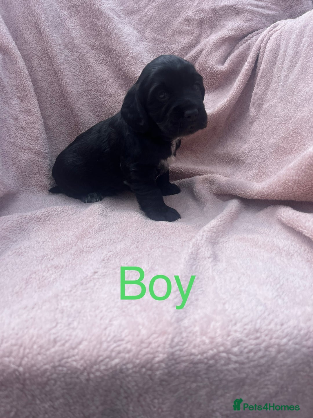 Cocker Spaniel dogs for sale: FULLY VACCINATED working cocker spaniel puppies  in Ashford - Image 17