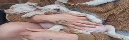 Mixed Breed dogs for sale: 🐾 Beautiful Puppies Available to Reserve 🐾 - Advert 4