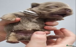 French Bulldog dogs for sale: French Bulldog Visual fluffies - Advert 25