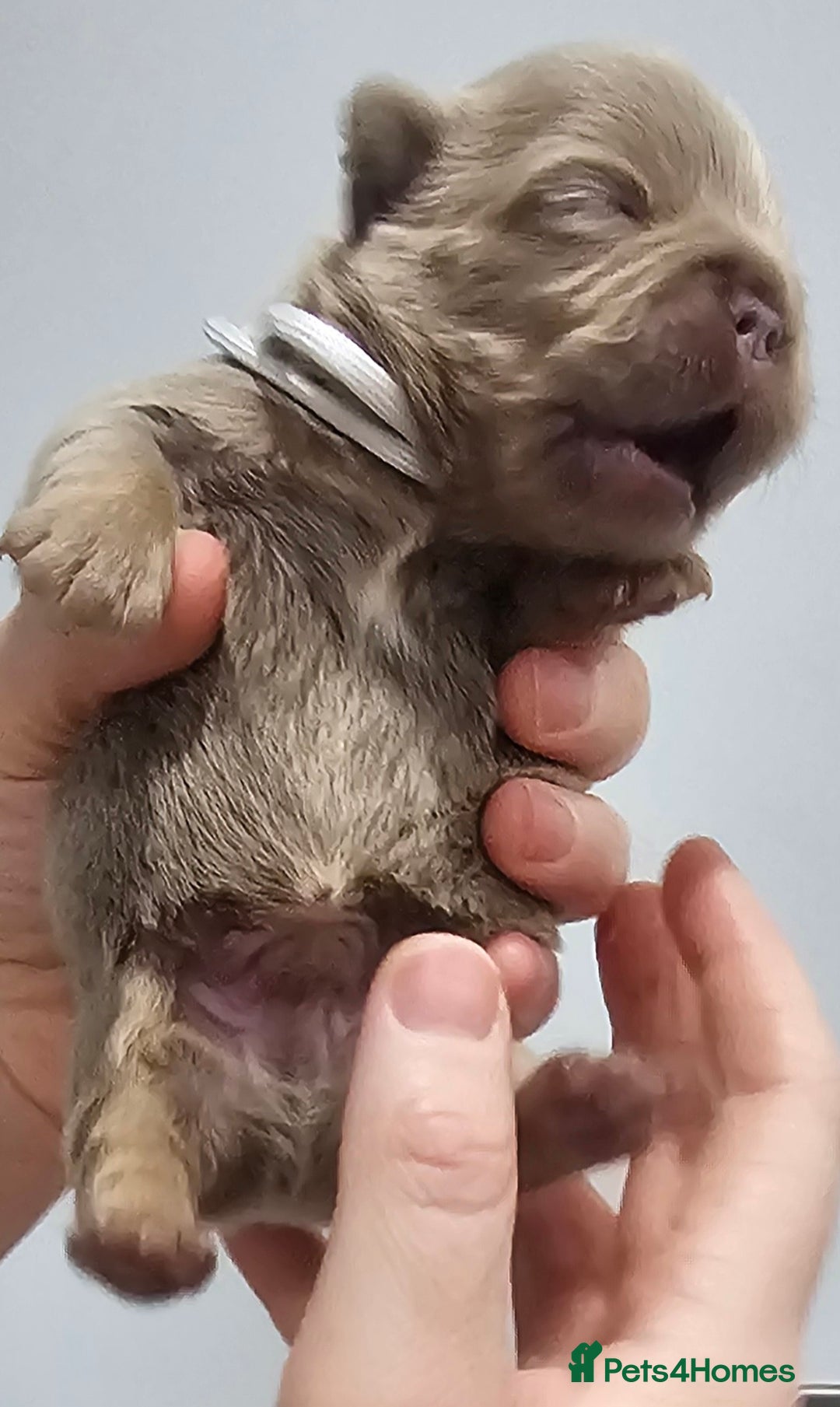 French Bulldog dogs for sale: French Bulldog Visual fluffies - Advert 25