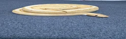 Python Snake reptiles for sale: Ball python with full set up - Advert 2