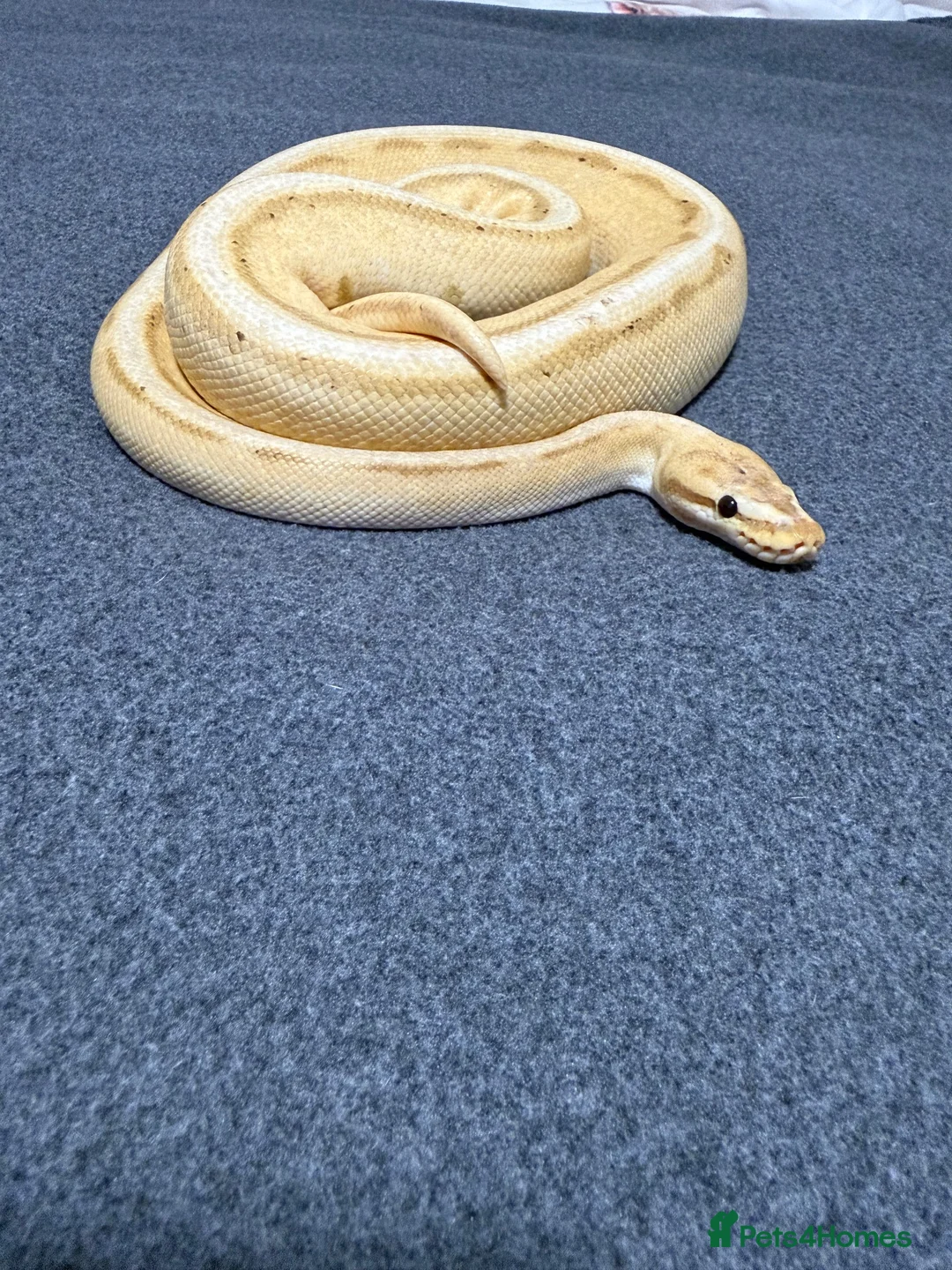 Python Snake reptiles for sale: Ball python with full set up - Advert 2