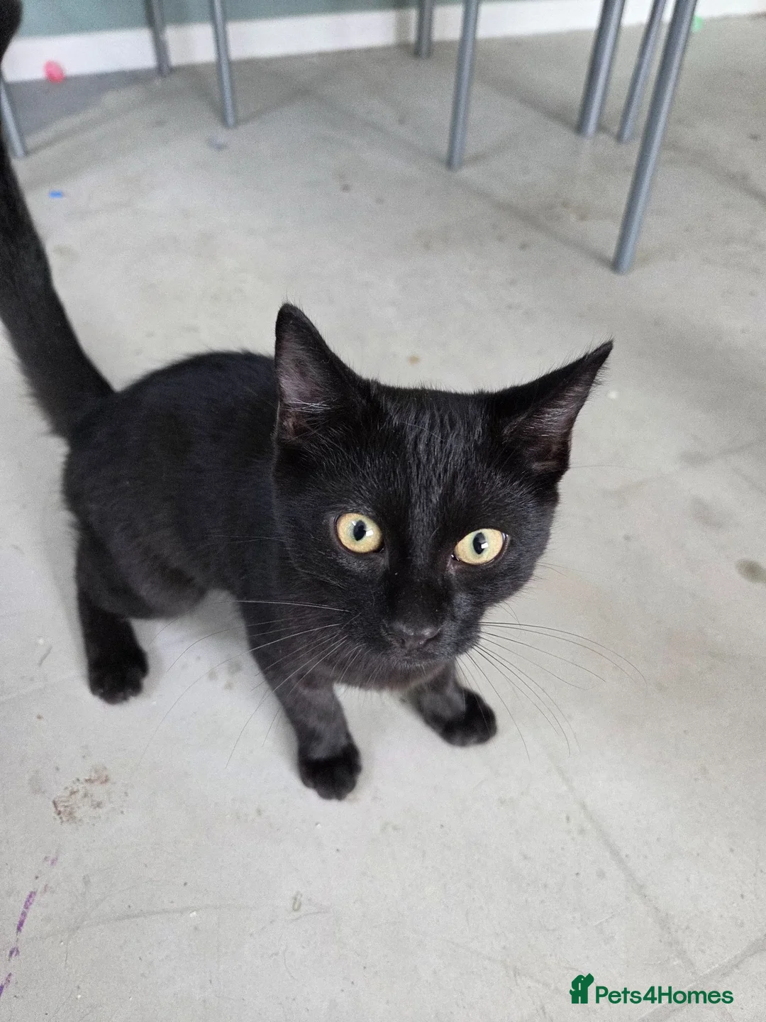 Mixed Breed cats for sale: Male kitten  - Advert 3