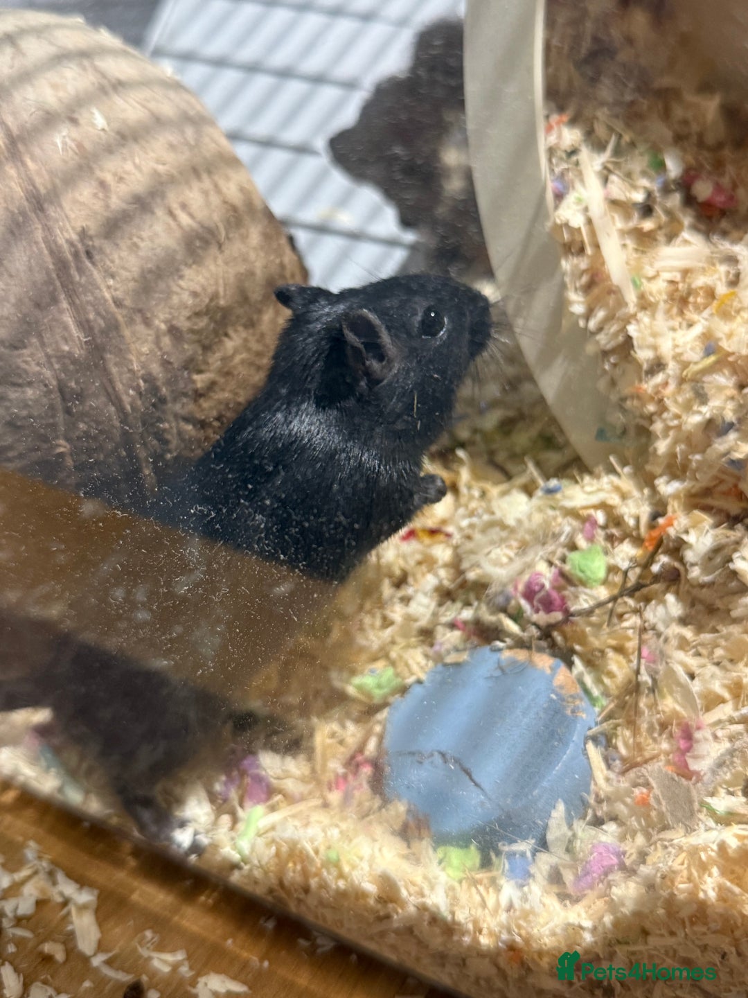 Gerbil rodents for sale: Two male gerbils to be rehomed asap - Image 2