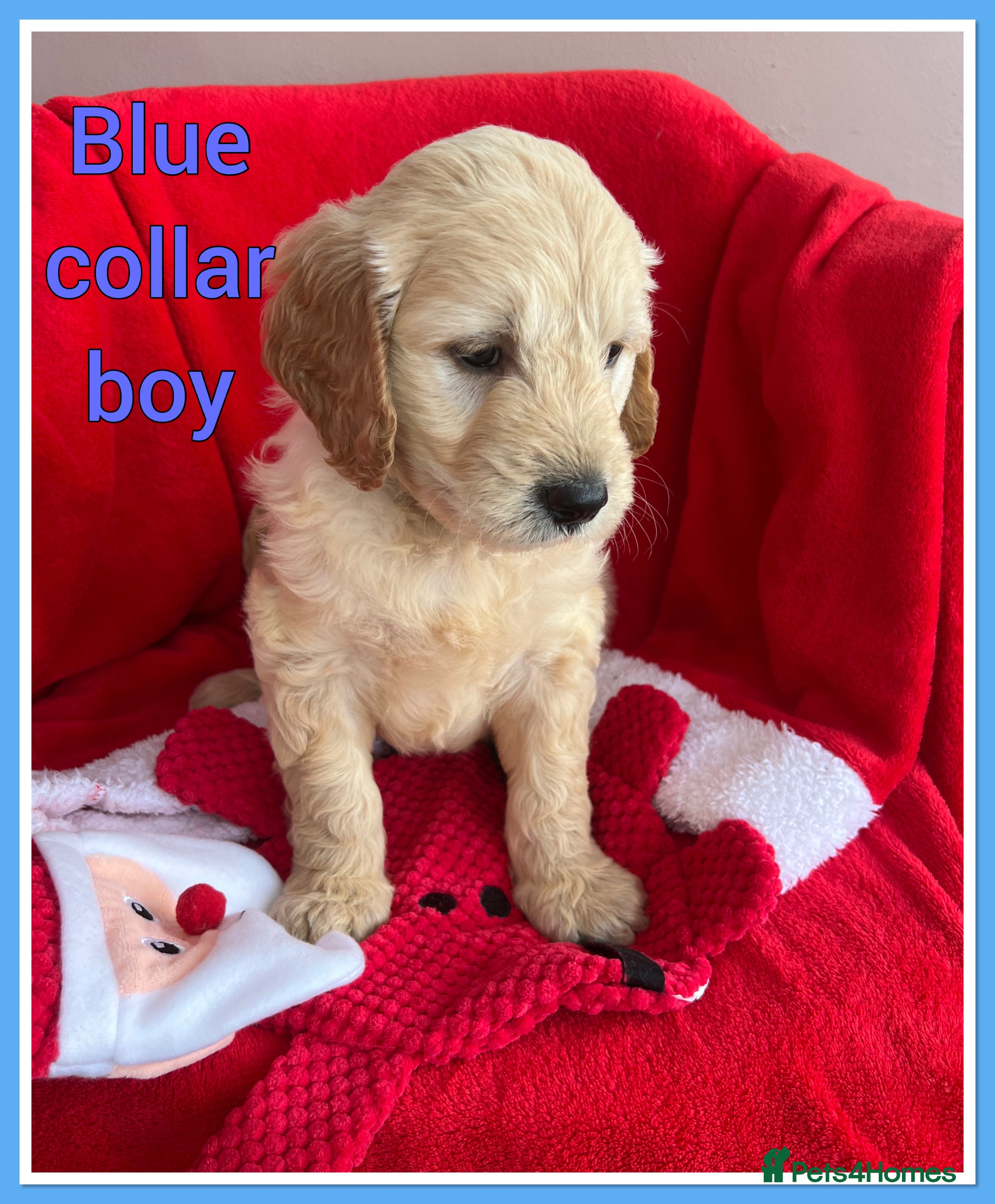 Mini Goldendoodle dogs 🐾STUNNING F1 MINIATURE GOLDEN DOODLES 🐾 - Advert 3