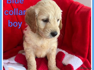 Mini Goldendoodle dogs 🐾STUNNING F1 MINIATURE GOLDEN DOODLES 🐾 - Advert 3