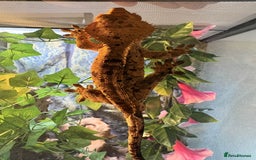 Gecko reptiles for sale: Crested Geckos - Various morphs - Ready to go - Advert 6