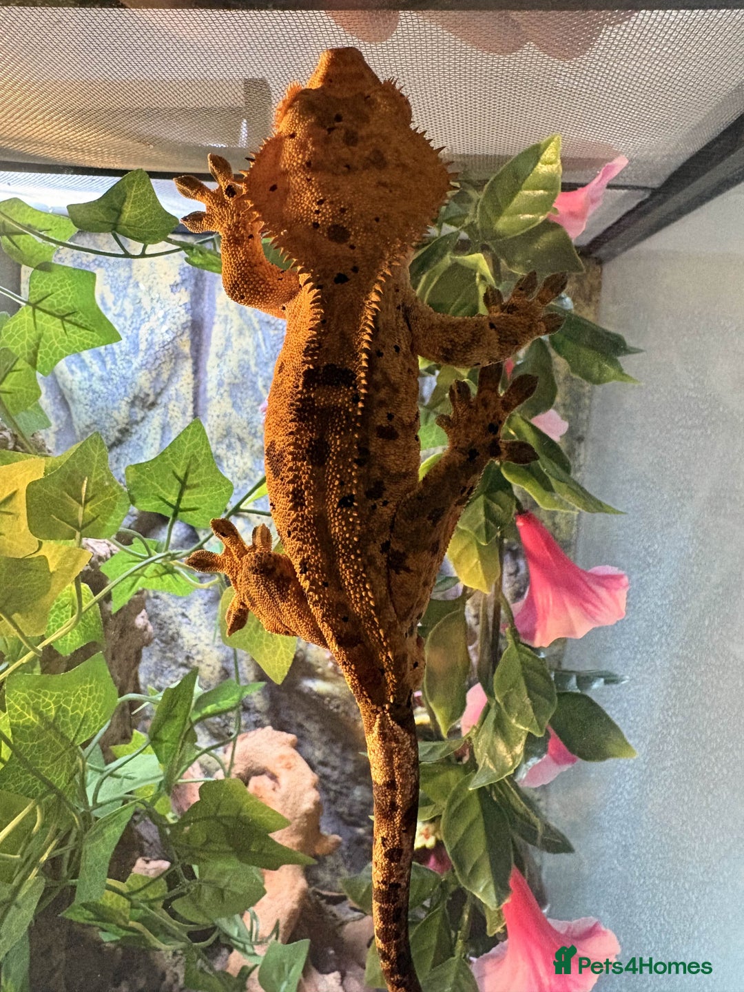 Gecko reptiles for sale: Crested Geckos - Various morphs - Ready to go - Advert 6