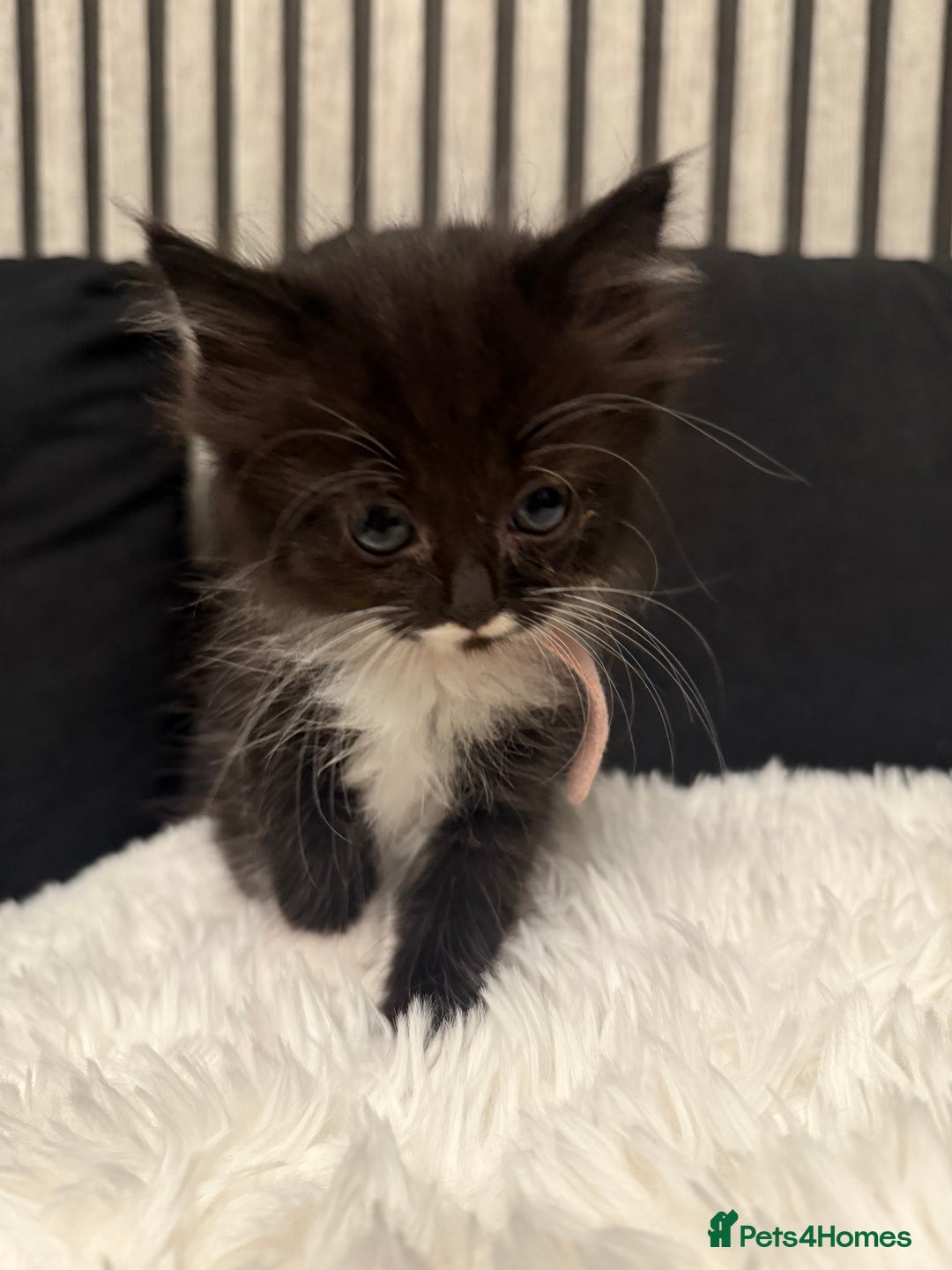 Ragdoll cats for sale: Tuxedo Ragdoll mix kittens - Image 11