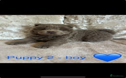 Chow Chow dogs for sale: REDUCED £750 stunning chow chow puppies - Image 3