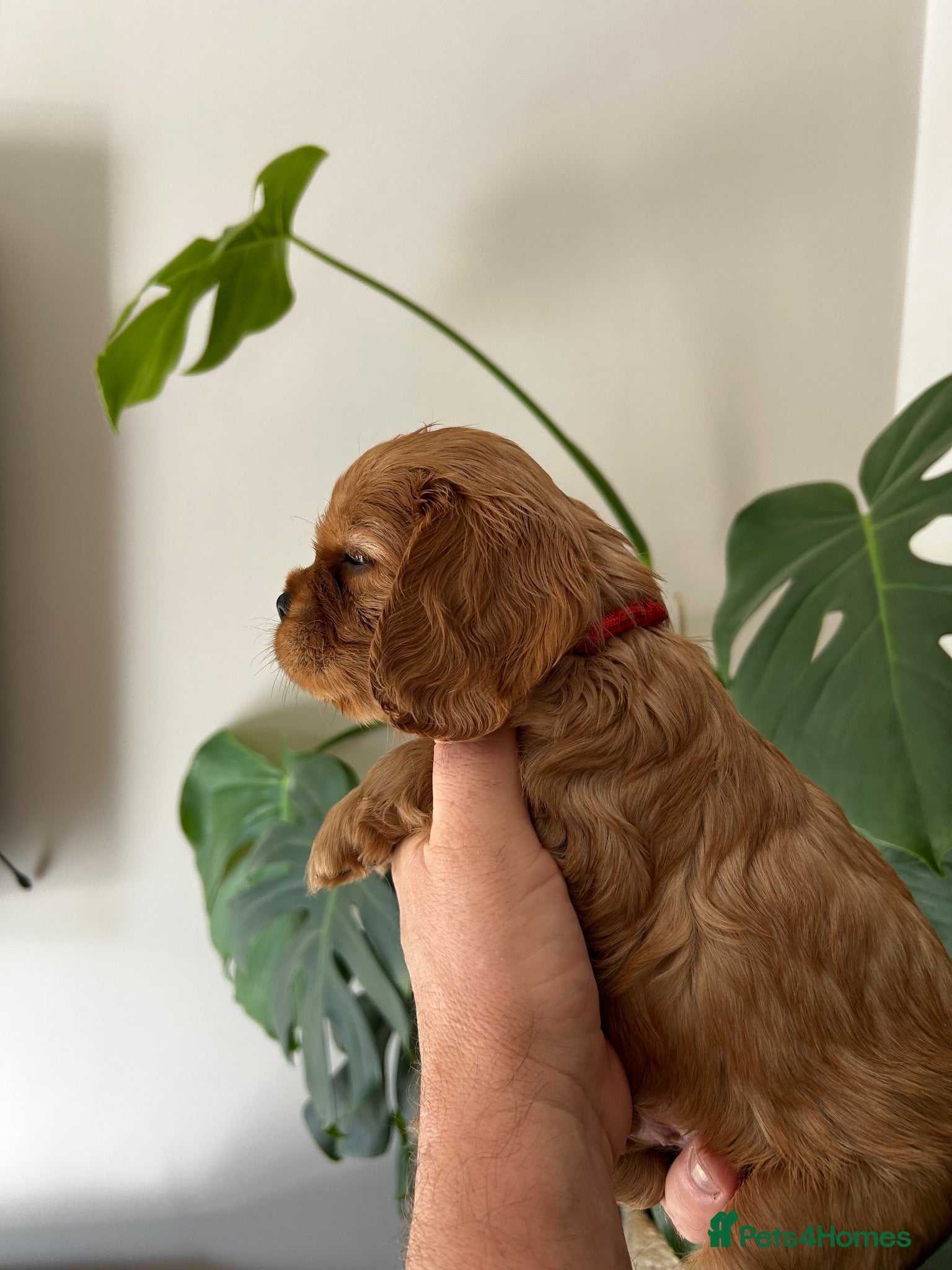 Cavalier King Charles Spaniel dogs KC Cavalier King Charles puppies  - Advert 1