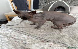 Sphynx cats for stud: TICA Registered Active Canadian Sphynx is for STUD - Image 7