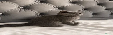 British Shorthair 2
