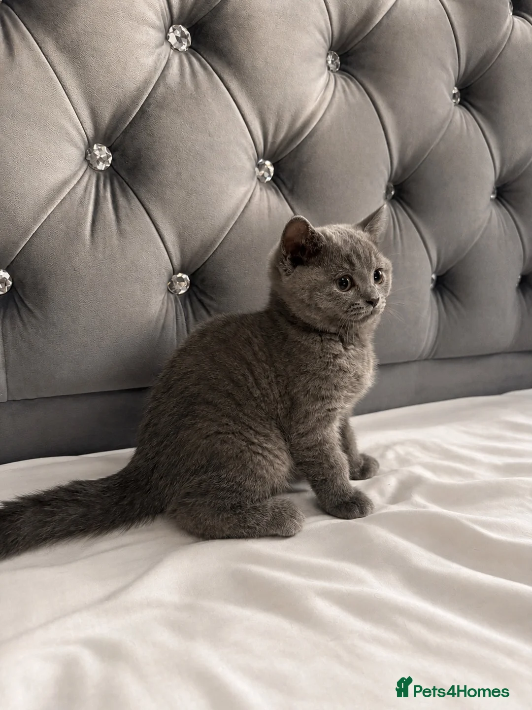 British Shorthair cats for sale: BRITISH SHORTHAIR Kittens ready for loving homes - Advert 2