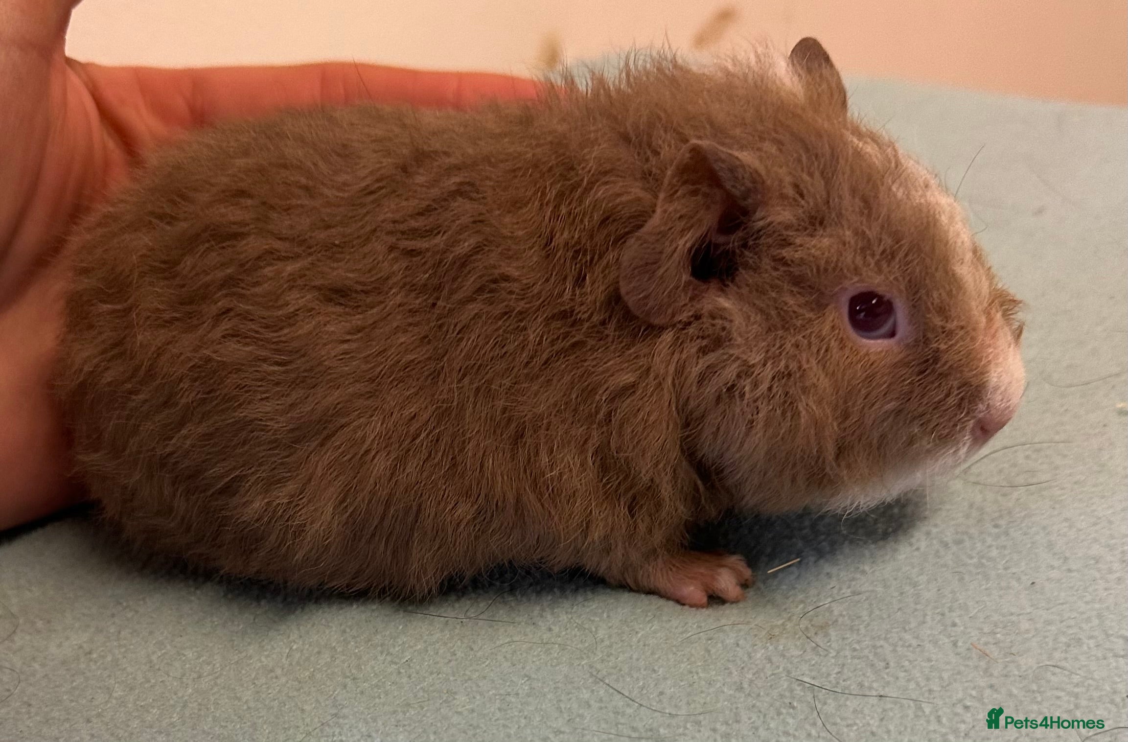 Guinea Pig rodents Three baby boys  - Advert 5