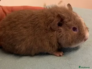 Guinea Pig rodents Three baby boys - Advert 5