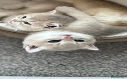 British Shorthair cats for sale: British Shorthair Golden kitten GCCF - Image 12