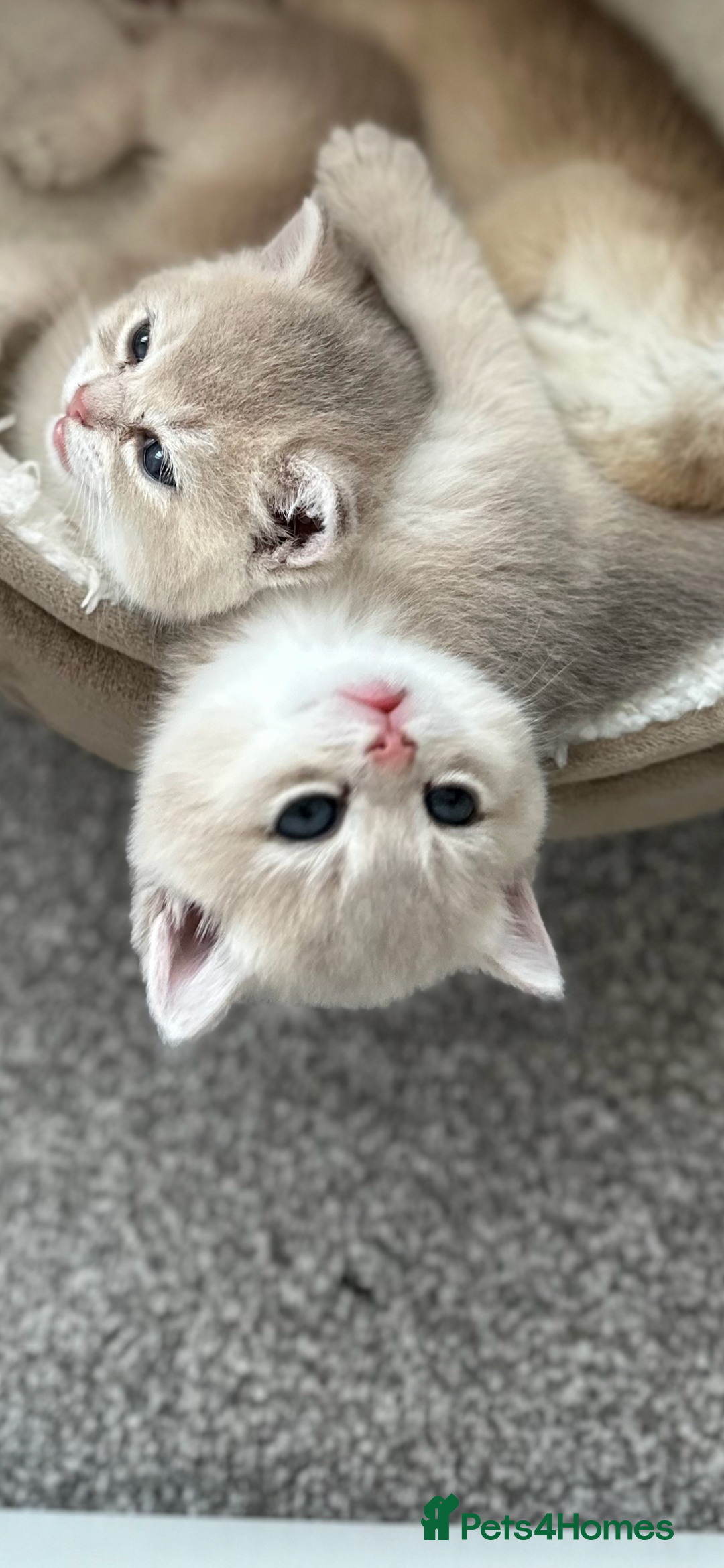 British Shorthair cats for sale: British Shorthair Golden kitten GCCF - Image 12