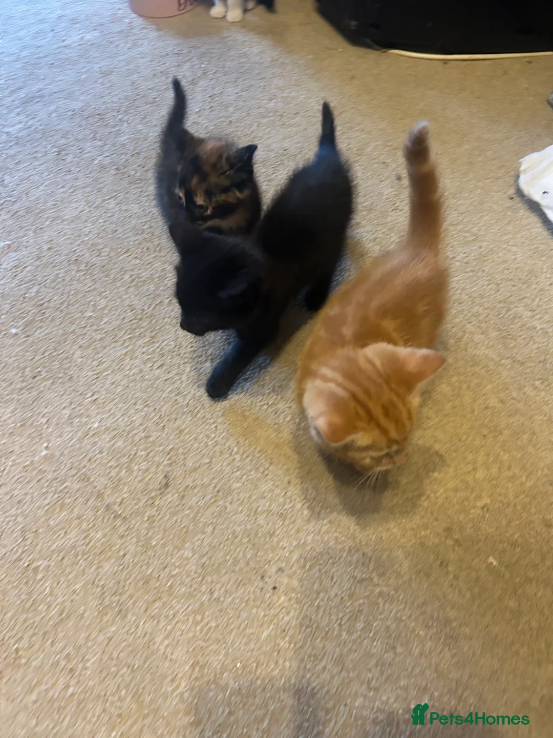 Mixed Breed cats for sale: Kittens for sale in Harrow - Advert 7