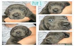 Cane Corso dogs for sale: 2 blue & 2 black cane corso girls! Can leave now🐾 - Image 2