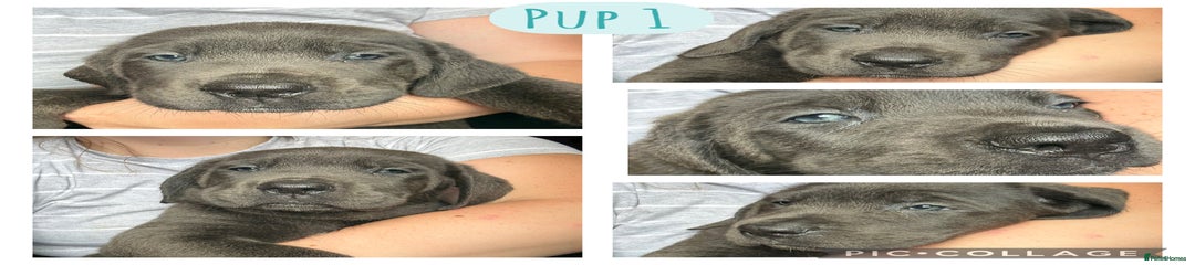 Cane Corso Puppy 1
