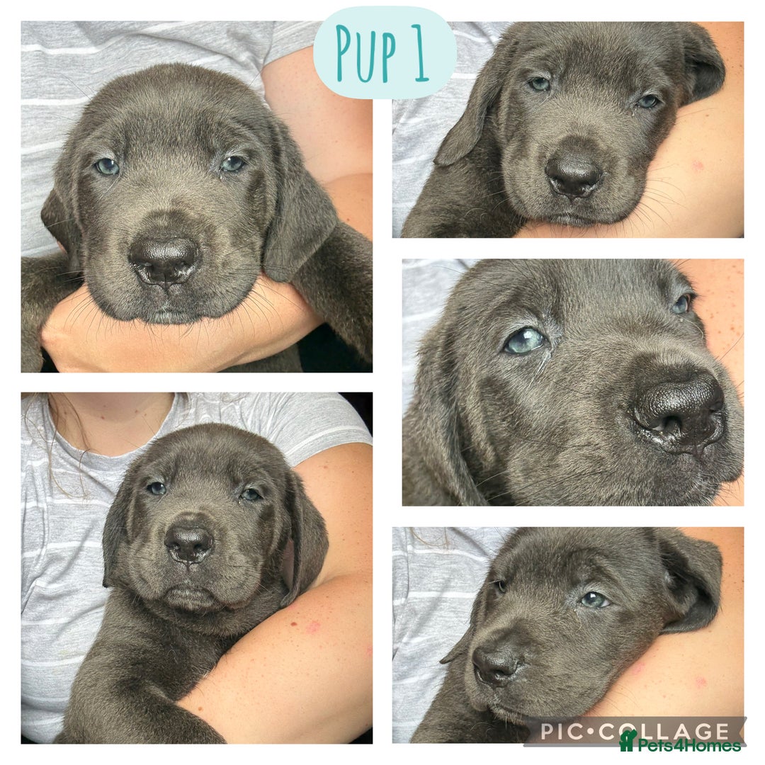 Cane Corso dogs for sale: 2 blue & 2 black cane corso girls! Can leave now🐾 - Image 2