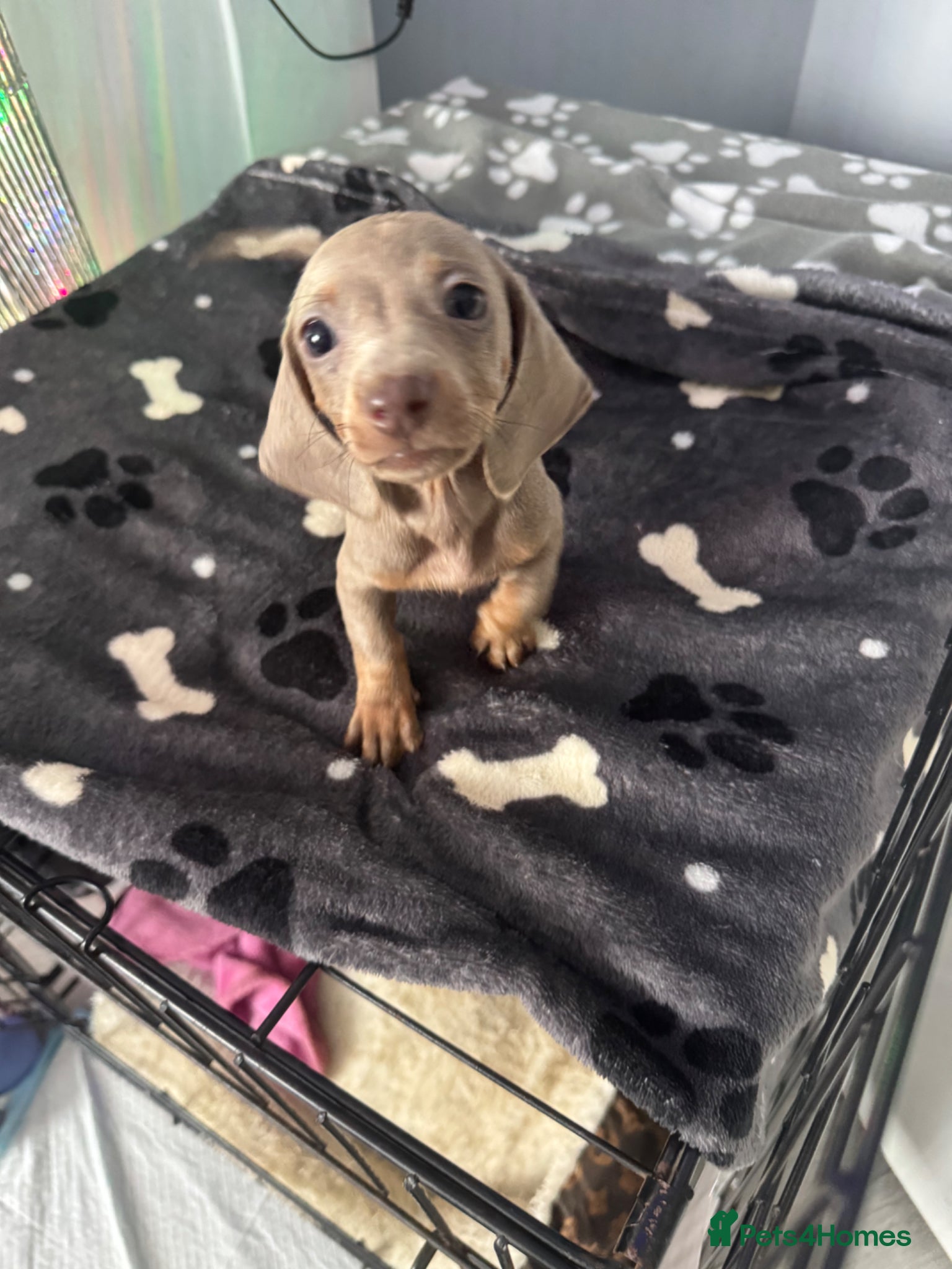 Miniature Dachshund dogs for sale: Mini dachshund  in Brighton - Advert 9