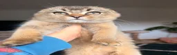 Scottish Fold cats for sale:  3 Beautiful Scottish Fold kittens left - Advert 3