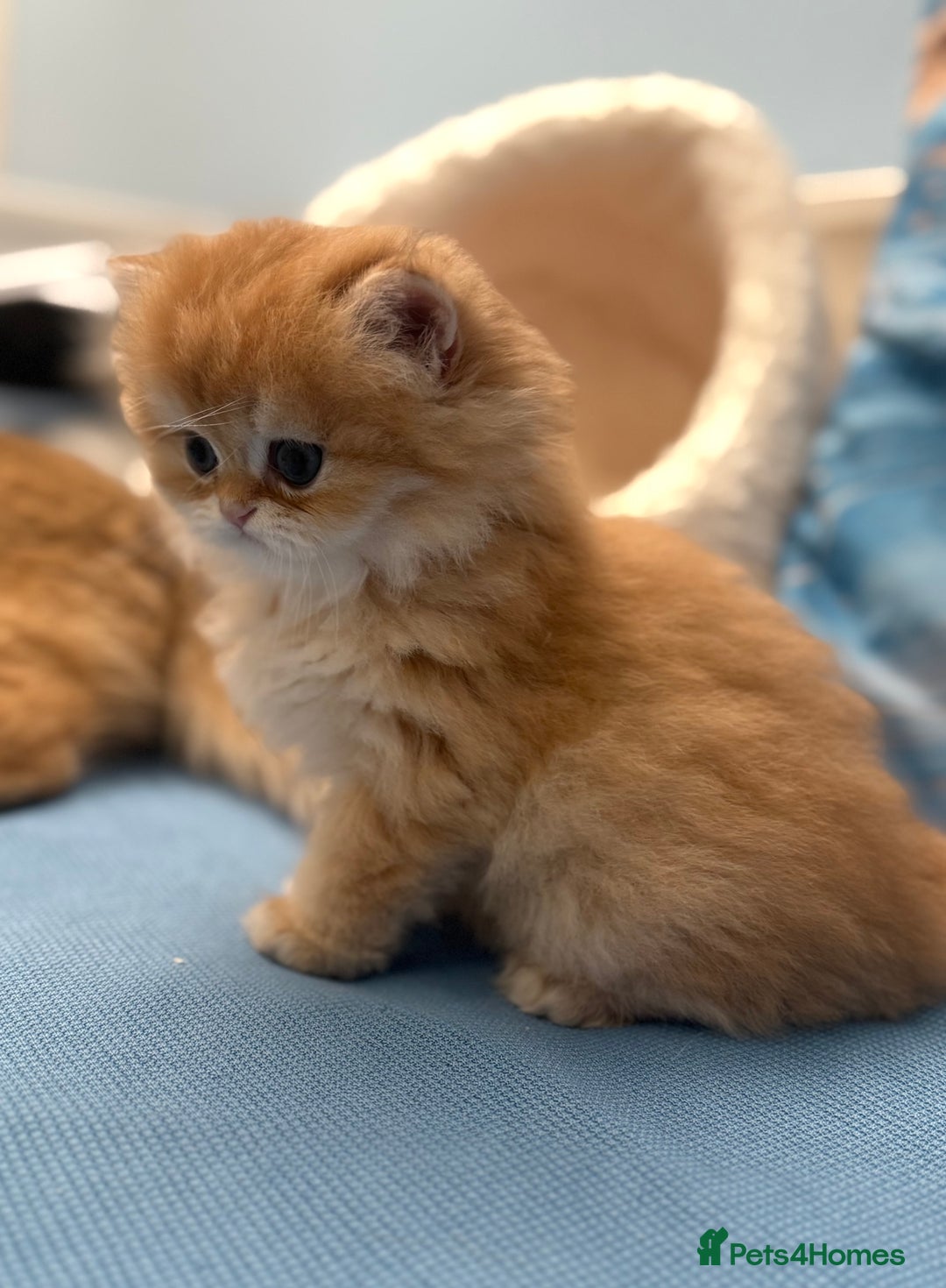 British Longhair cats for sale: ✨ Exquisite Golden Longhair Kitten ✨ - Advert 6