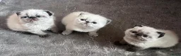 Exotic cats for sale: Last Remaining Colourpoint Exotic Boy - Advert 3