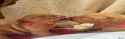 Hungarian Vizsla dogs for sale: Male/female - Advert 2