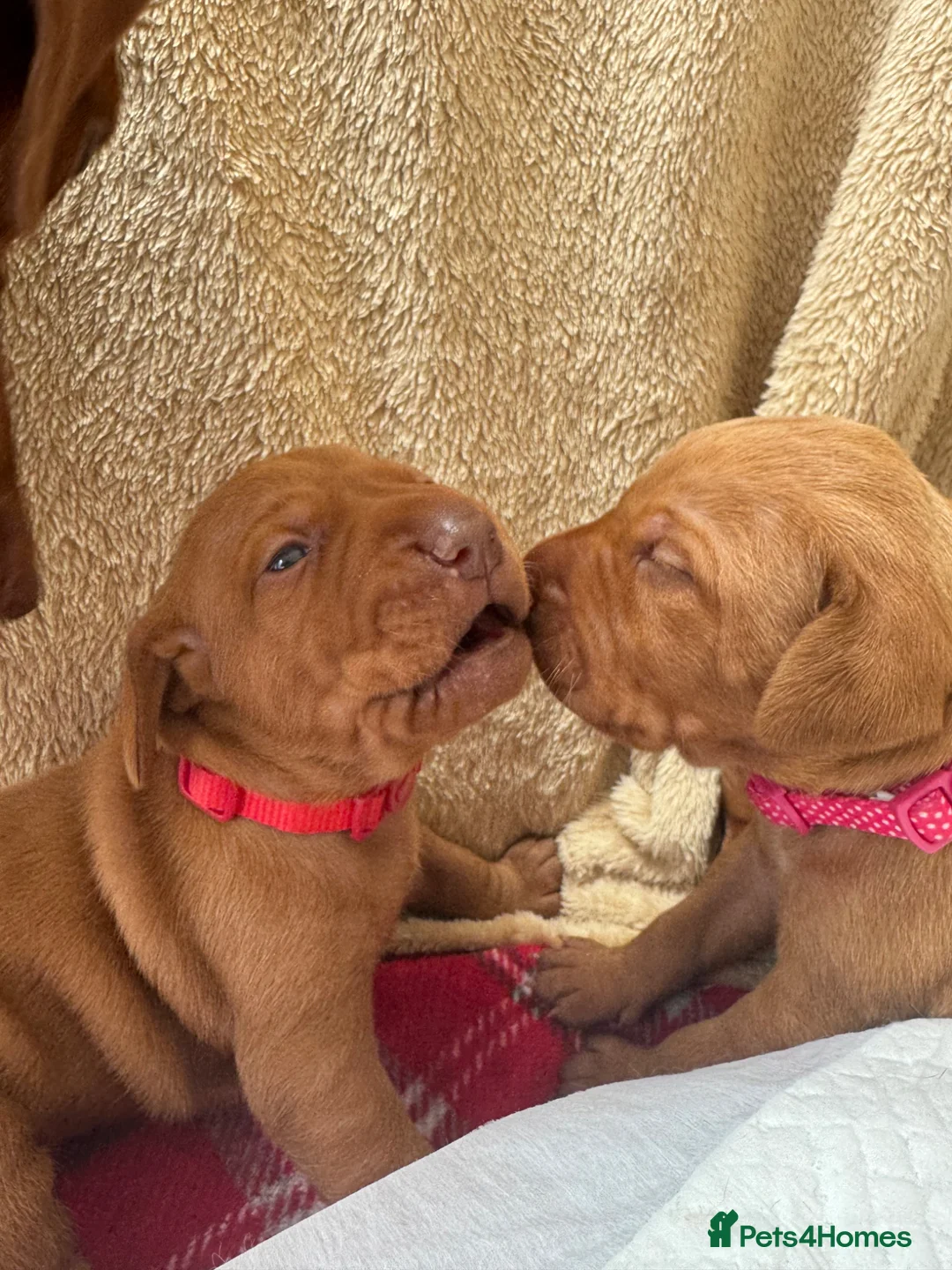Hungarian Vizsla dogs for sale: Male/female - Advert 2