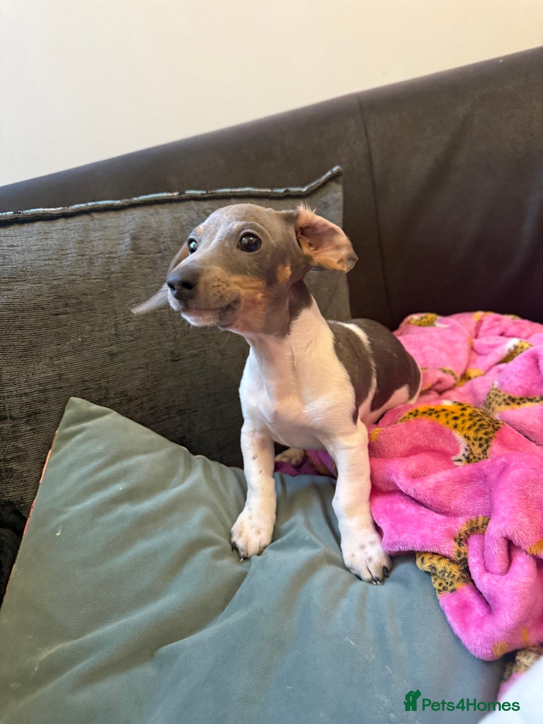 Miniature Dachshund dogs for sale: Dachshund puppy  - Advert 5