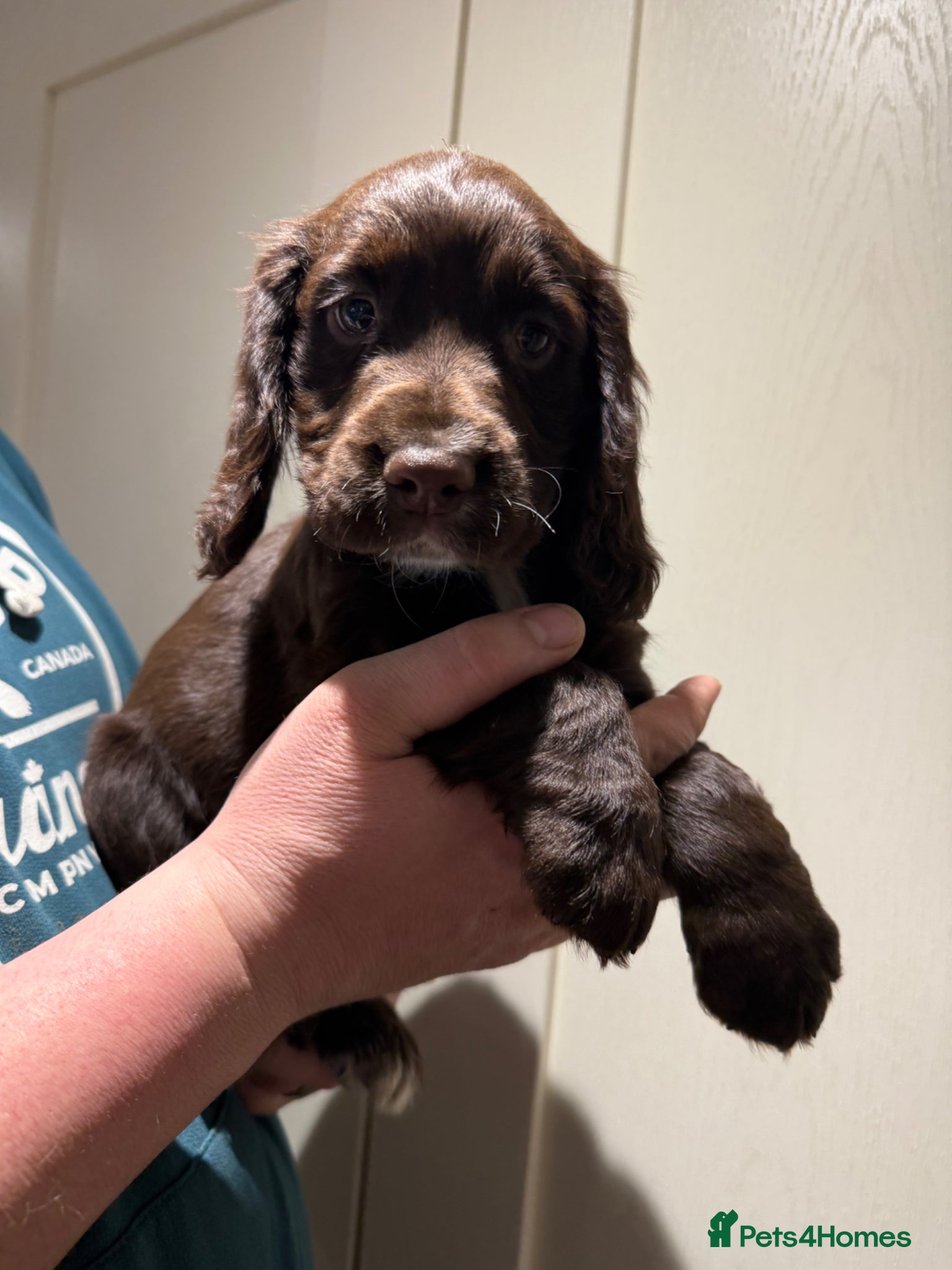 Cocker Spaniel dogs STUNNING COCKER SPANIELS - Advert 19