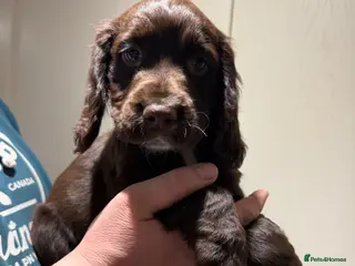 Cocker Spaniel dogs STUNNING COCKER SPANIELS - Advert 19