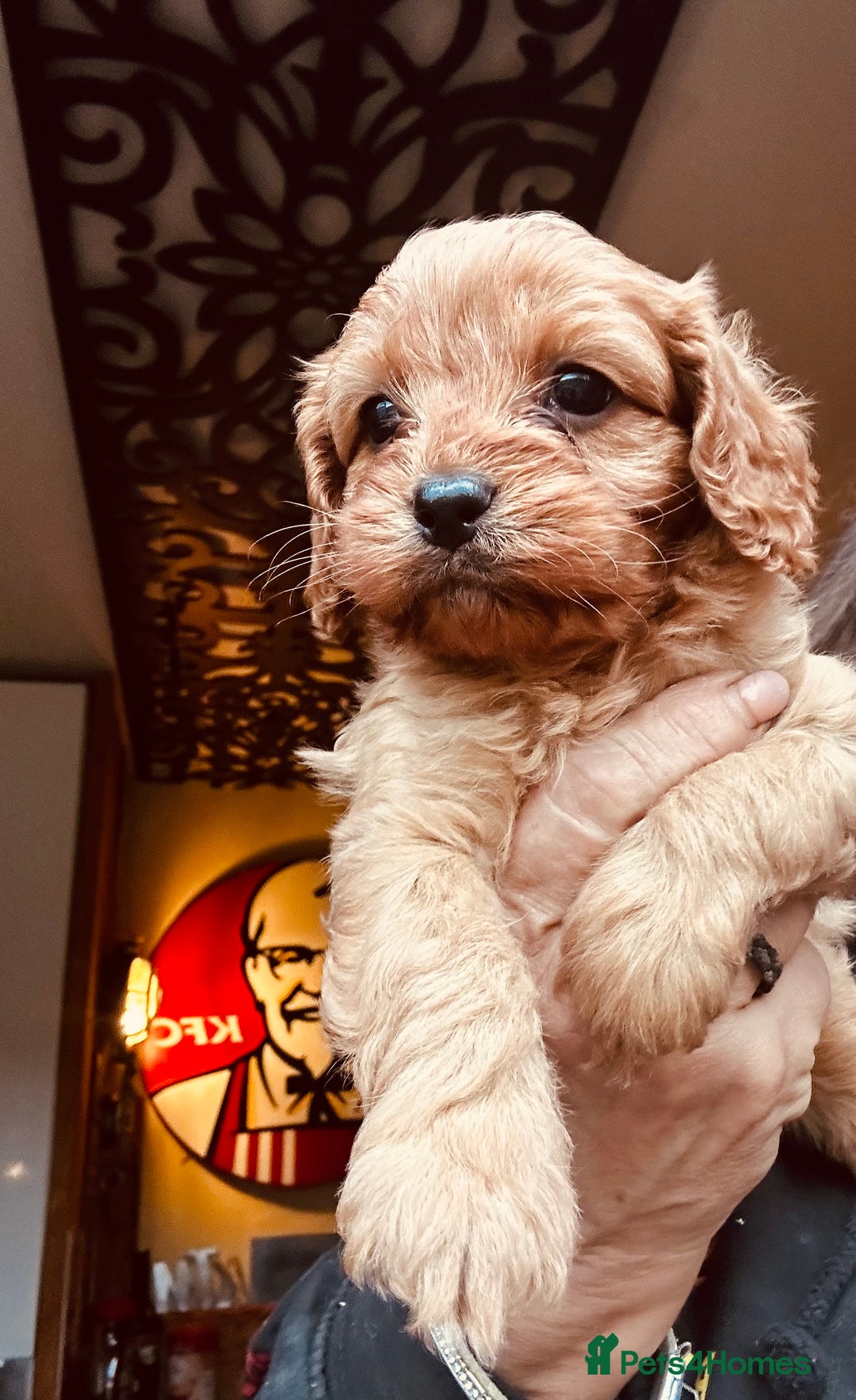 Cavapoo dogs for sale: Bright red not to curly f1 Cavapoo’s  - Advert 14