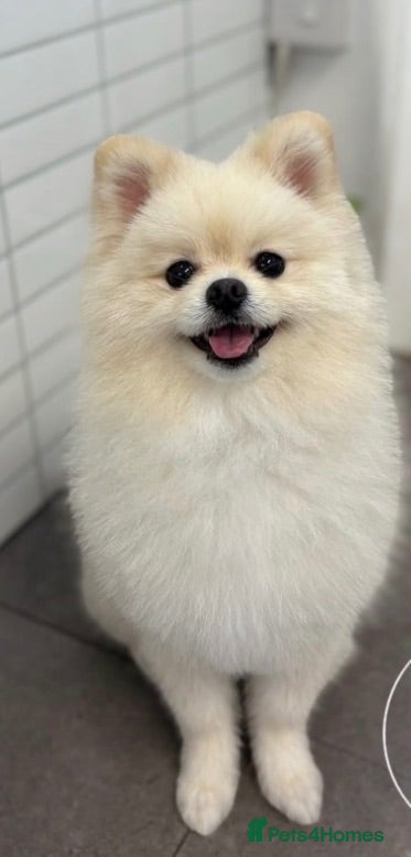 Pomeranian dogs for stud: 🐻  Teddy Bear Pomeranian for Stud 🐻 - Advert 15